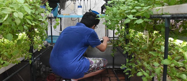 Urban Farming