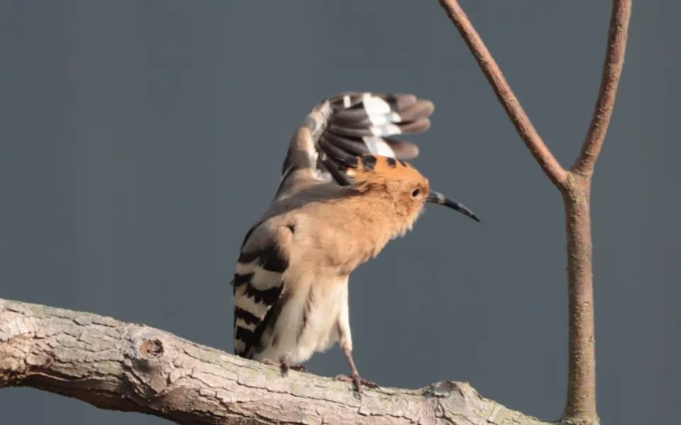 You Will See a Hoopoe 