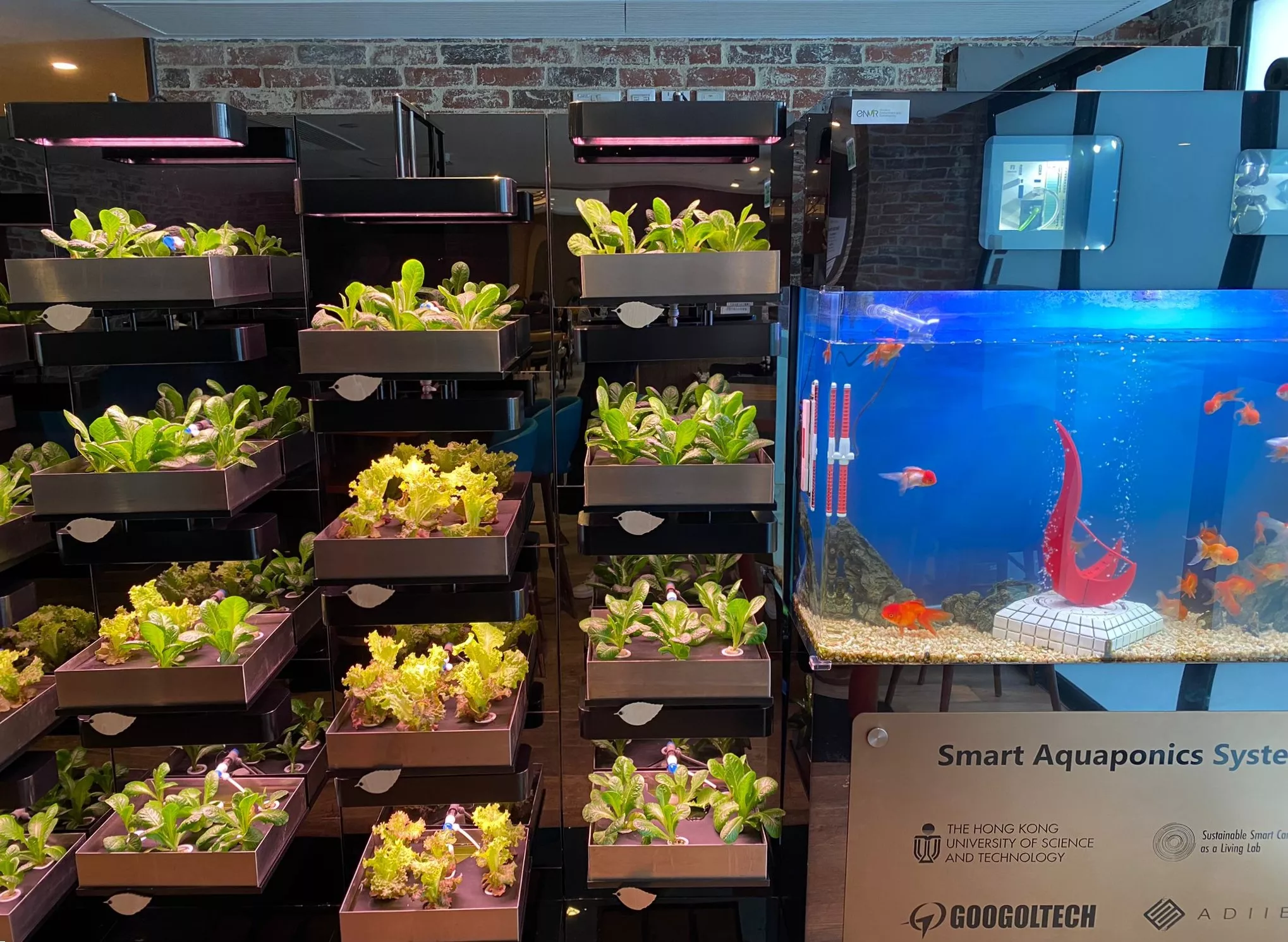 Aquaponics in HKUST