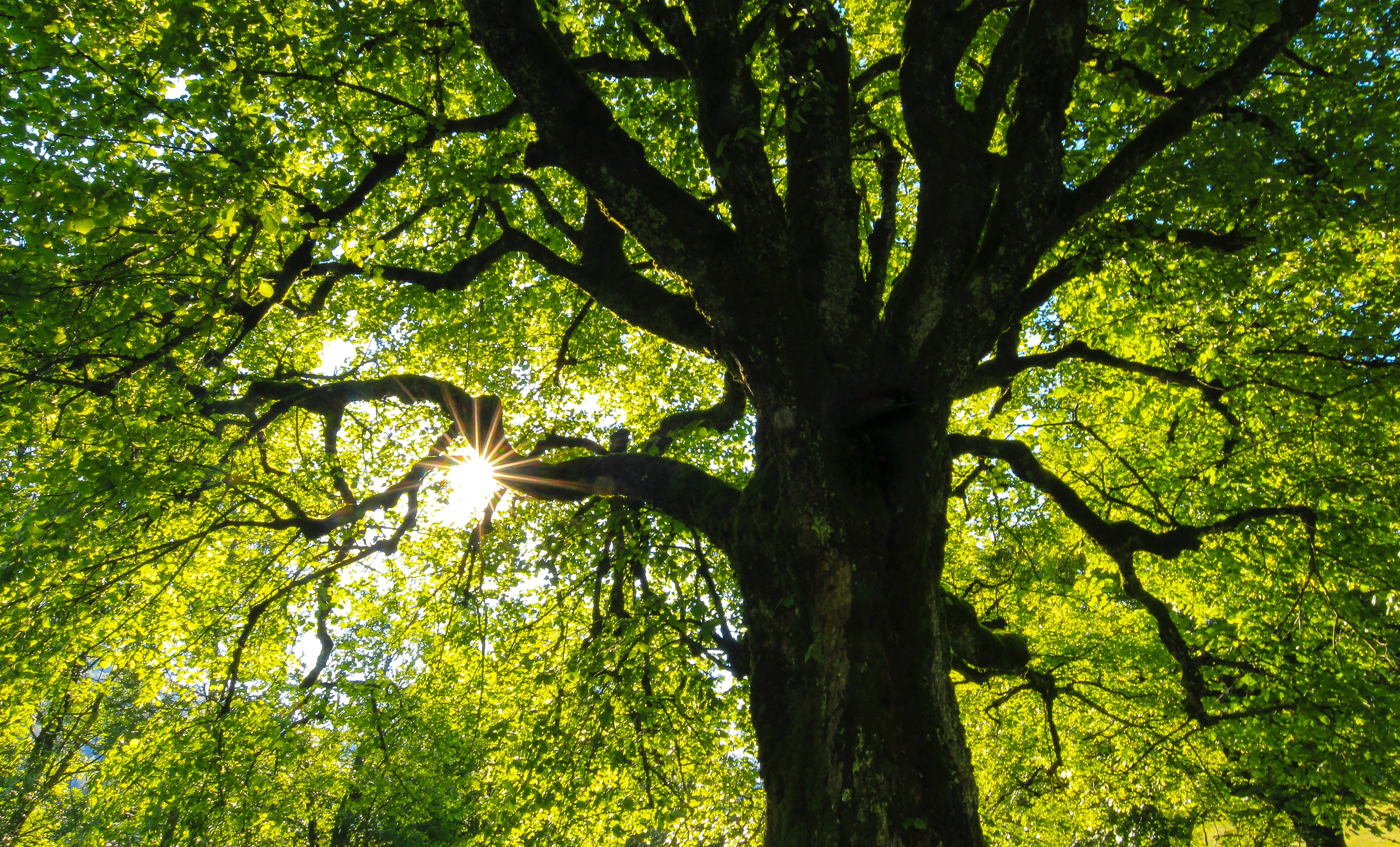 Tree-inspired, solar-driven transpiration system for sustainable humidity control of buildings