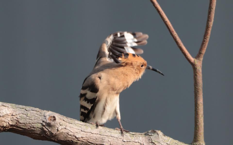 You Will See a Hoopoe 