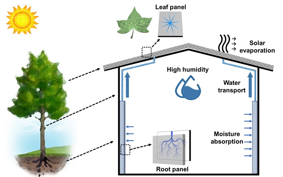 Tree-inspired, solar-driven transpiration system for sustainable humidity control of buildings